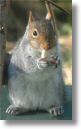 Squirrel.jpg