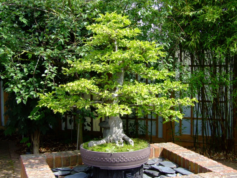 DSCF0272.JPG
