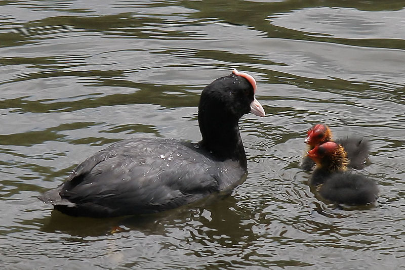 Moorhens 1n.jpg