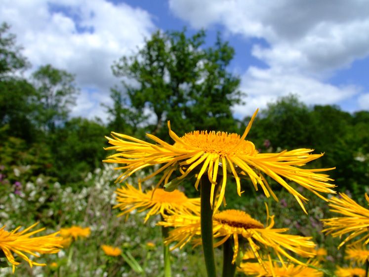 Wakehurst-3033.jpg